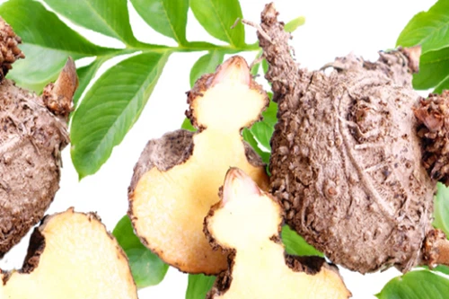 Konjac Glucomannan Konjac Glucomannan
