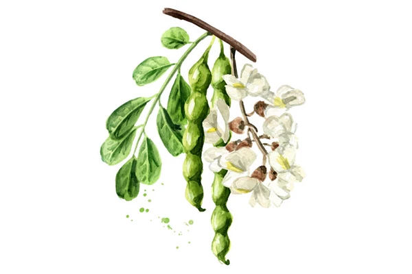Sophora Quercetin