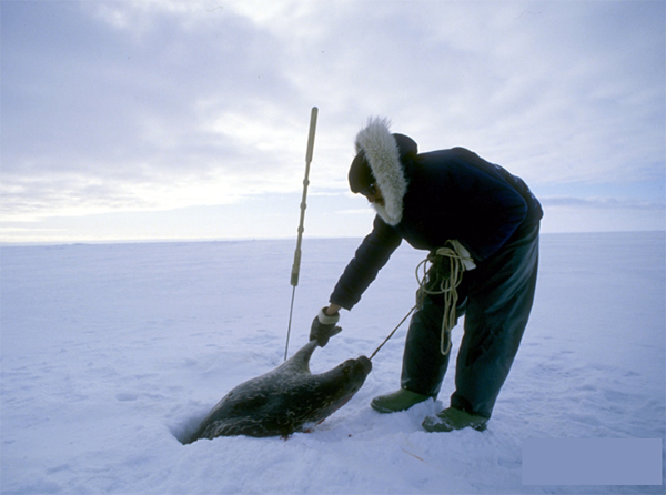 Eskimos ingested a large number of marine lipids Eskimos ingested a large number of marine lipids